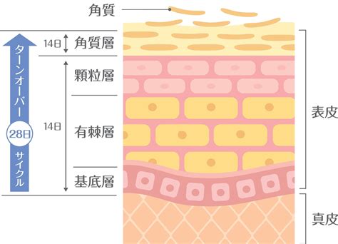 健康的皮膚|【皮膚科医監修】皮膚の構造や働きを知って健康な肌。